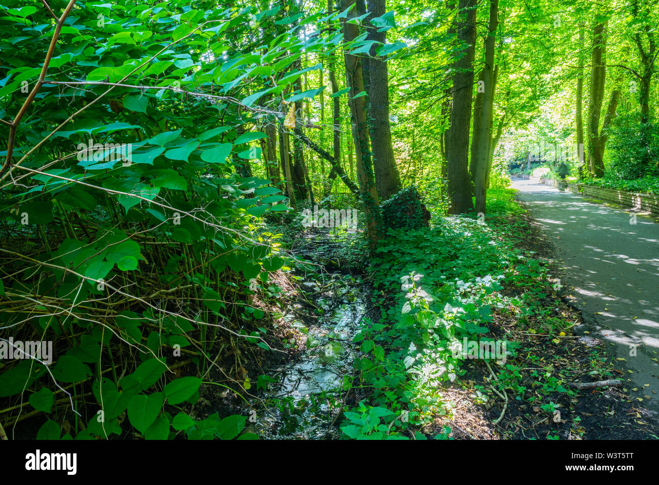 Un parc qui ressemble à une jungle Banque D'Images