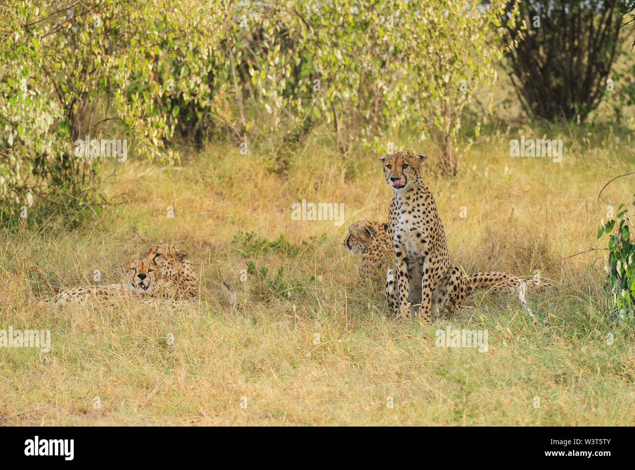 Le guépard Acinonyx jubatus lécher lécher les lèvres assis le Masai Mara National Reserve Kenya Afrique de l'Est, les frères couchés dans l'herbe verte se reposant Banque D'Images