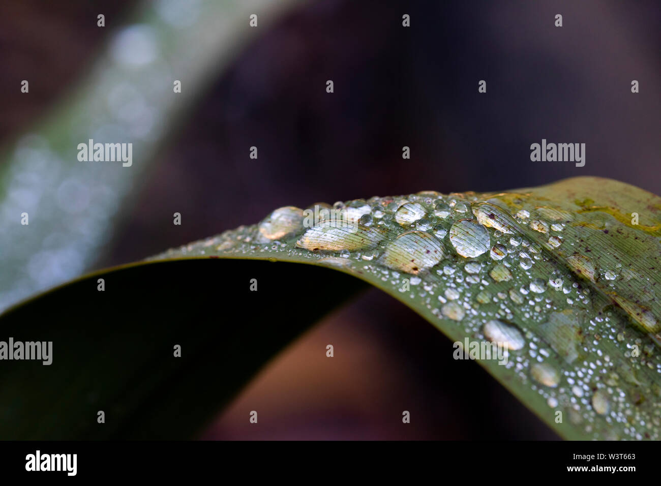 Gouttes d'eau sur une feuille verte dans un jardin Banque D'Images