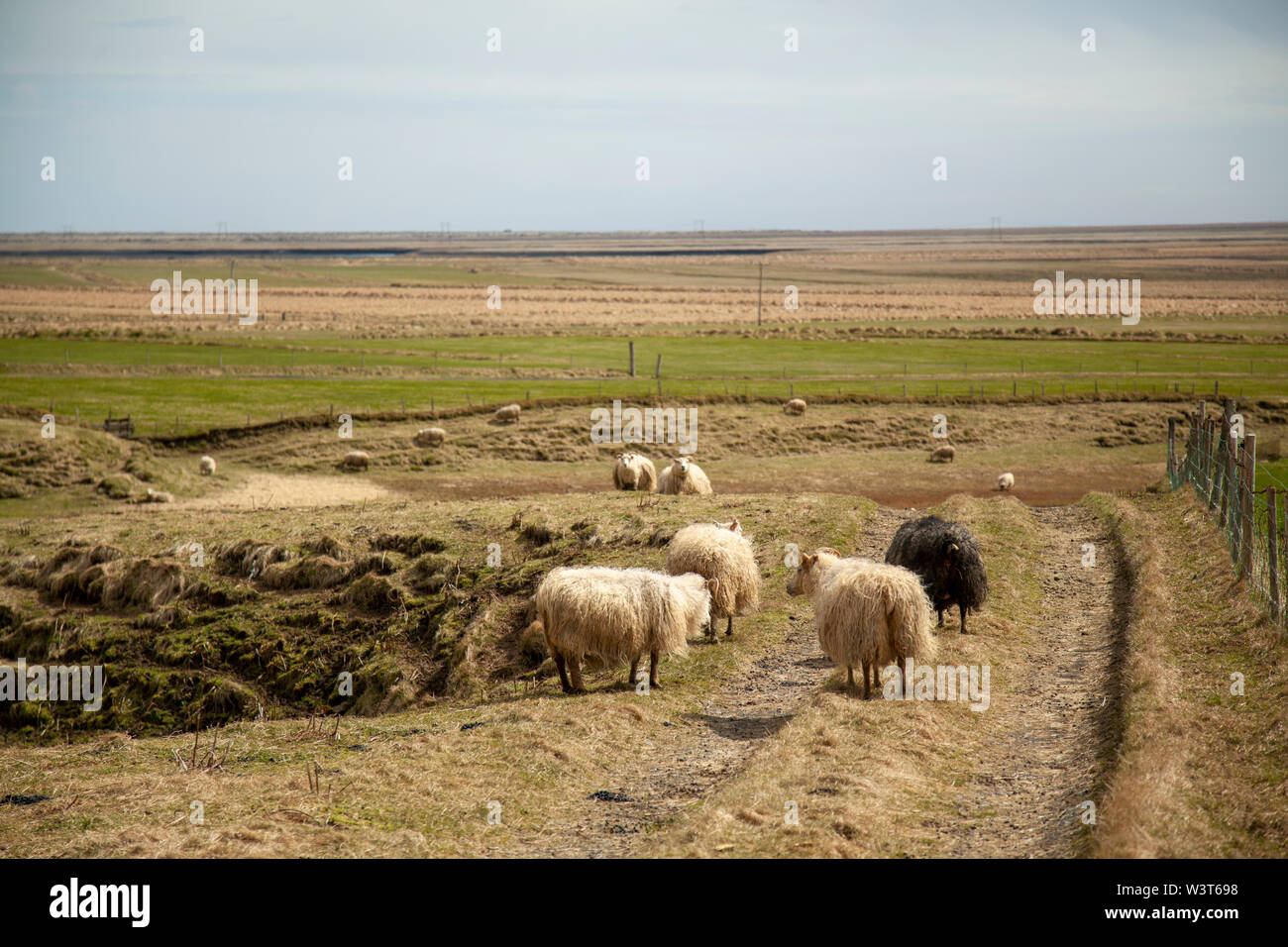 L'Islande, les moutons, les animaux de ferme Banque D'Images