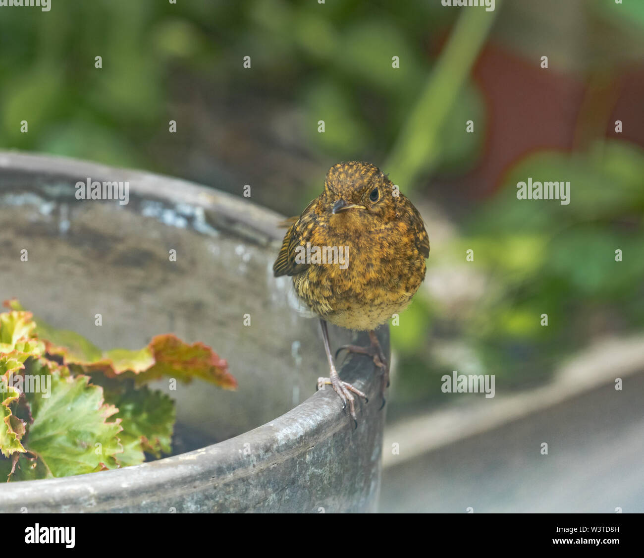 Un jeune robin (UK) perché sur un pot de fleurs dans un jardin anglais. Banque D'Images