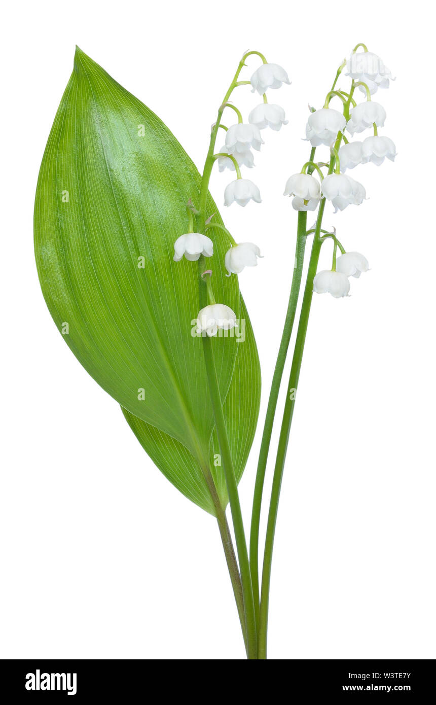 Convallaria majalis fleurs isolé sur fond blanc Banque D'Images