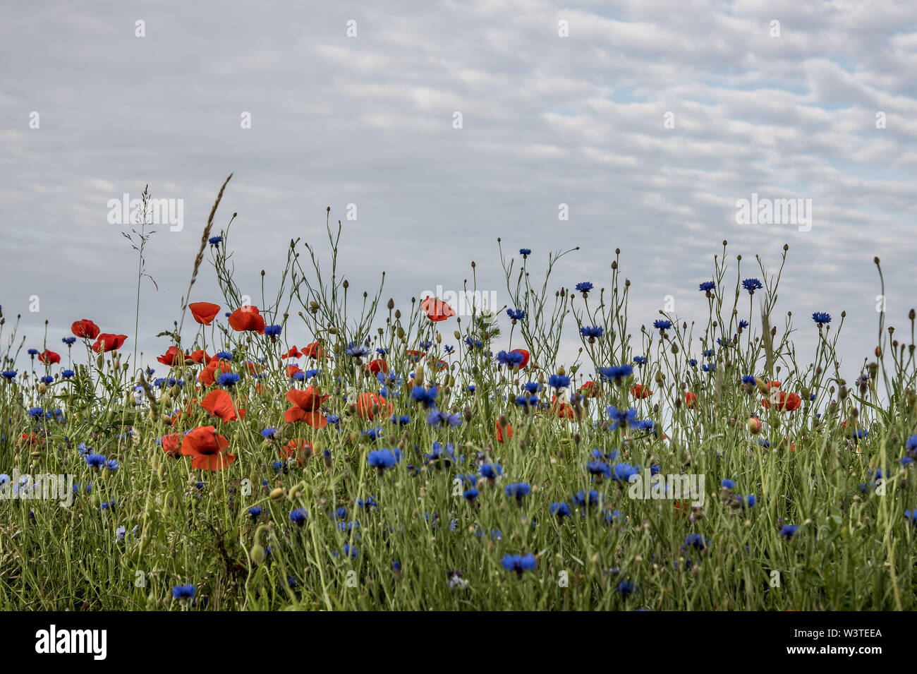 Un pré de fleurs de bleuets et coquelicots , le Danemark, le 10 juin, 2019 Banque D'Images