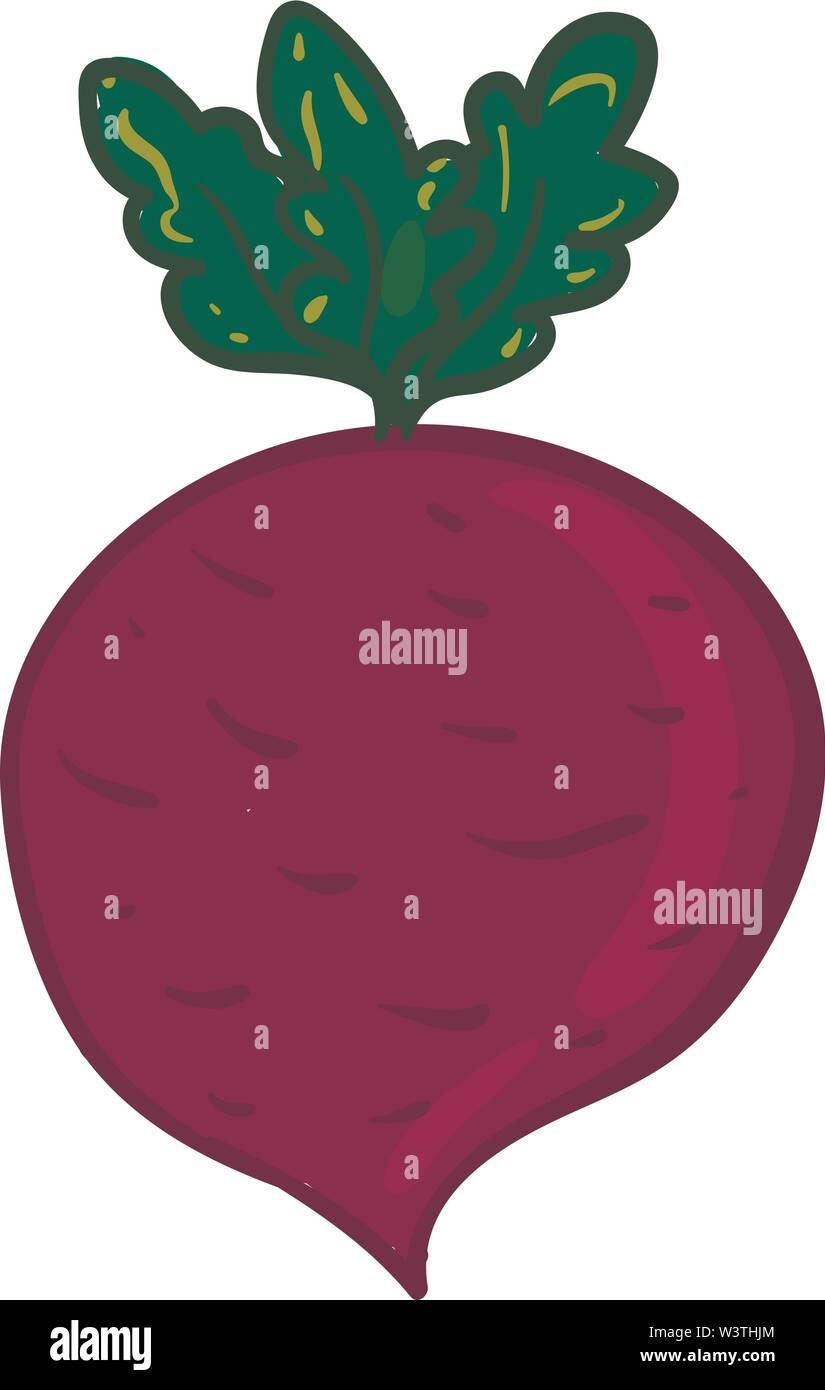 Les betteraves à feuilles vertes, illustration, vecteur sur fond blanc. Illustration de Vecteur