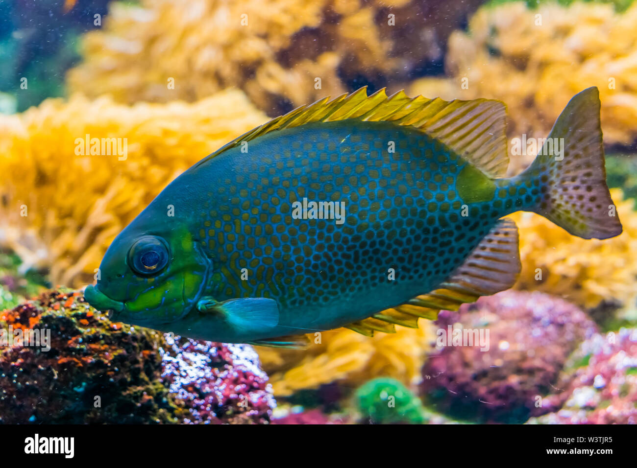 Poisson lapin tacheté orange en gros plan, l'aquarium tropical coloré animal, animal exotique espèce à partir de la région indo-pacifique Banque D'Images