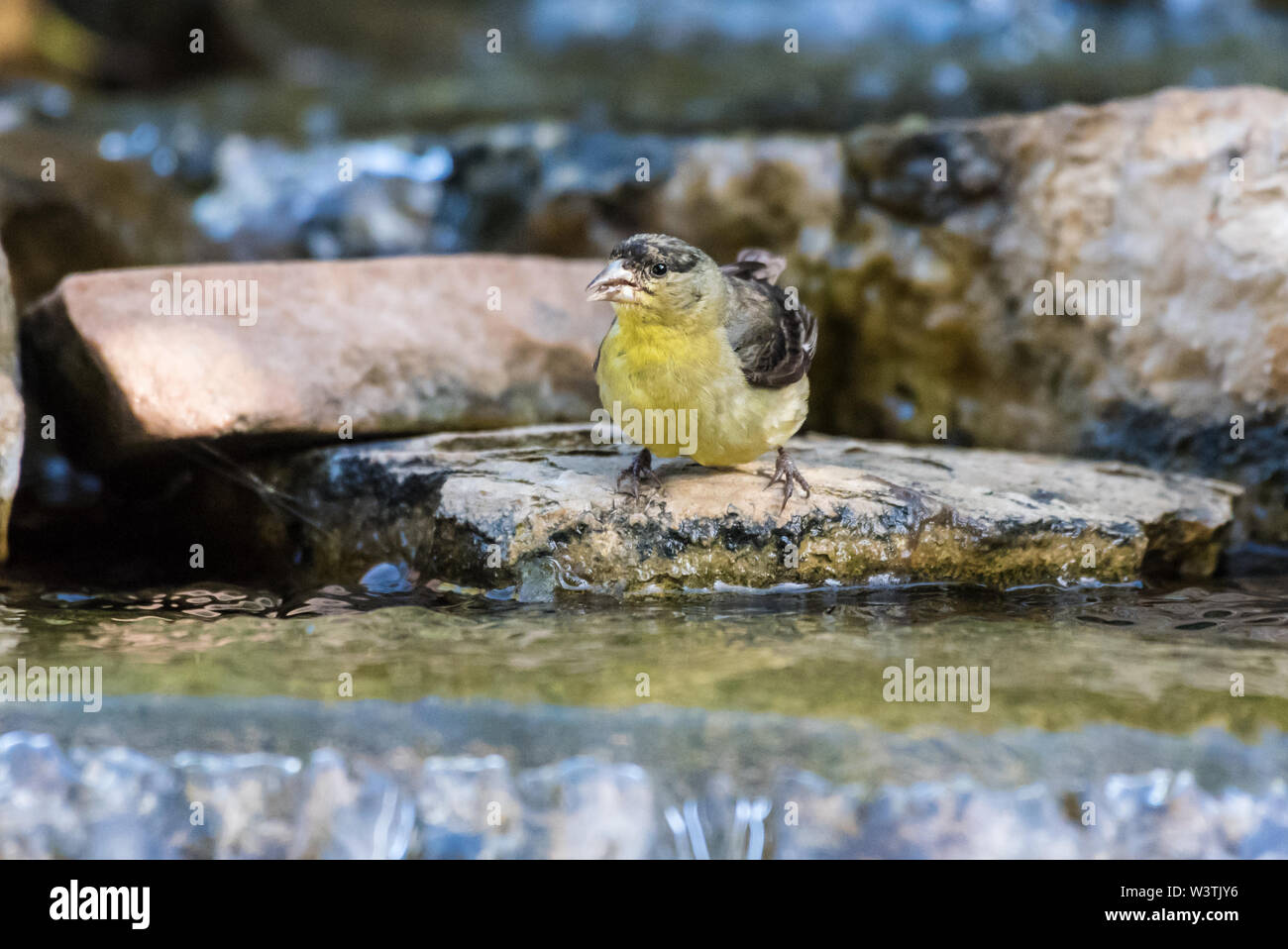 Mignon petit Chardonneret mineur en gardant à l'affût des dangers tout en prenant un verre d'eau. Banque D'Images
