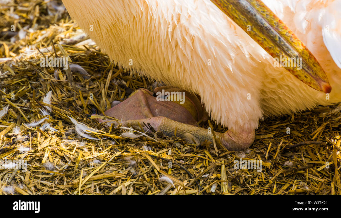Gros plan du pélican rose assis sur ses œufs pendant la saison de reproduction des oiseaux, oiseaux tropicaux espèce d'Eurasie, le comportement des oiseaux typiques Banque D'Images