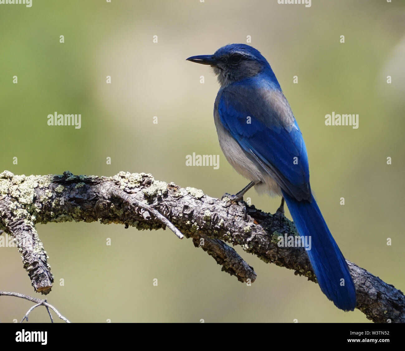 Gros plan d'une poitrine gris Jay perché sur une branche d'arbre. Banque D'Images