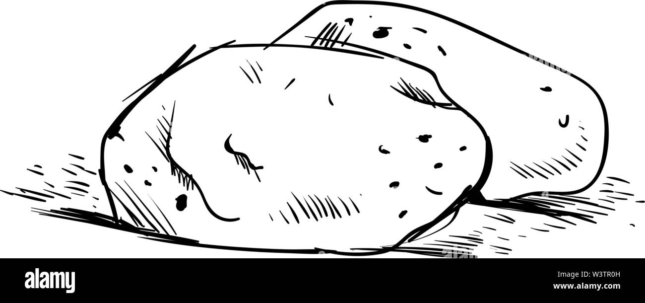 Dessin de pomme de terre, illustration, vecteur sur fond blanc. Illustration de Vecteur