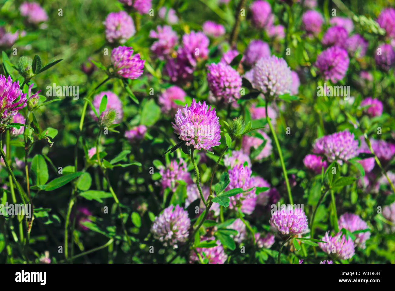 Le trèfle en fleurs sur une prairie d'été. Le trèfle en fleurs de l'ombre pourpre. Banque D'Images