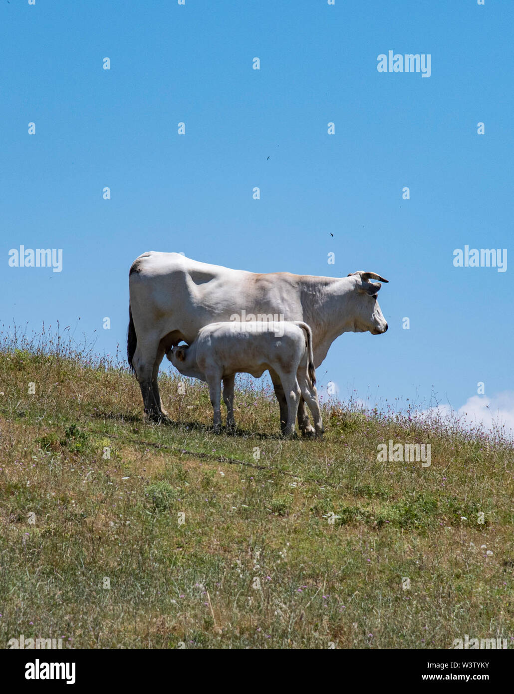 Un jeune veau Chianina infirmières off le mamelon de sa mère sur une colline en Toscane, Italie Banque D'Images