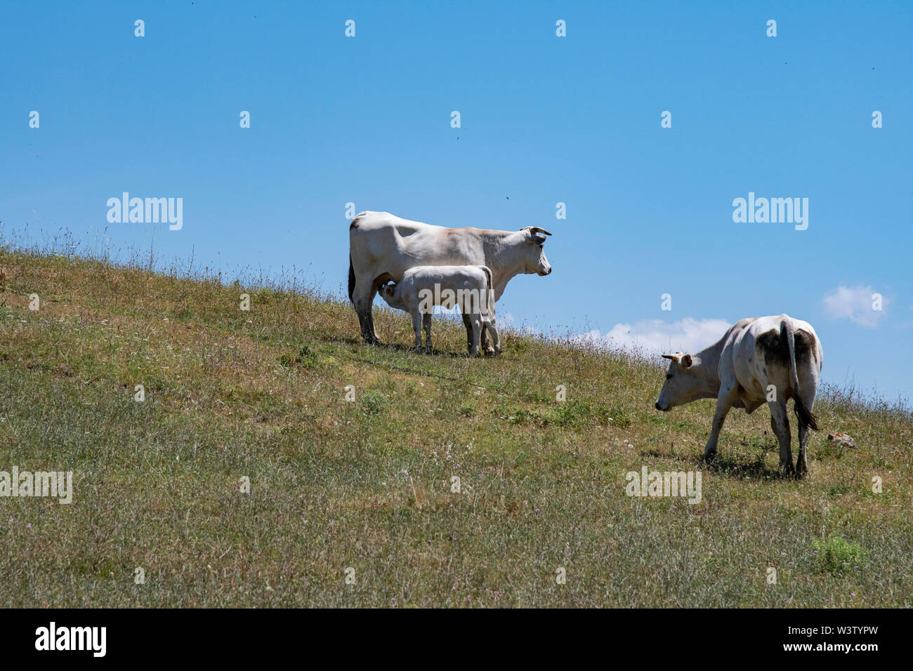 Un jeune veau Chianina infirmières off le mamelon de sa mère sur une colline en Toscane, Italie Banque D'Images
