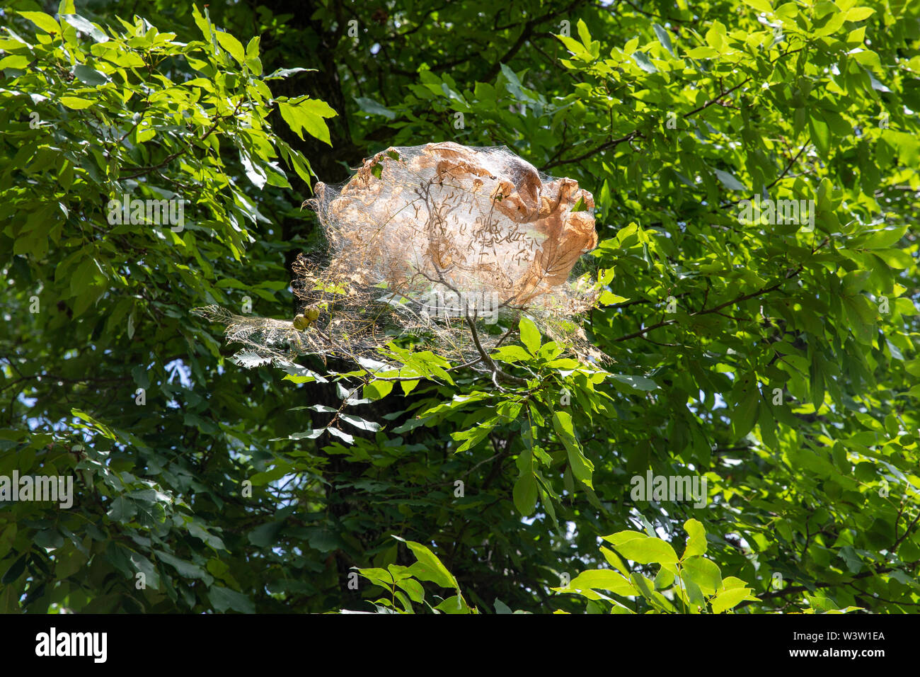 Les légionnaires uniponctuées automne fil par des nids dans un arbre, avec des toiles, des feuilles, et des chenilles Banque D'Images