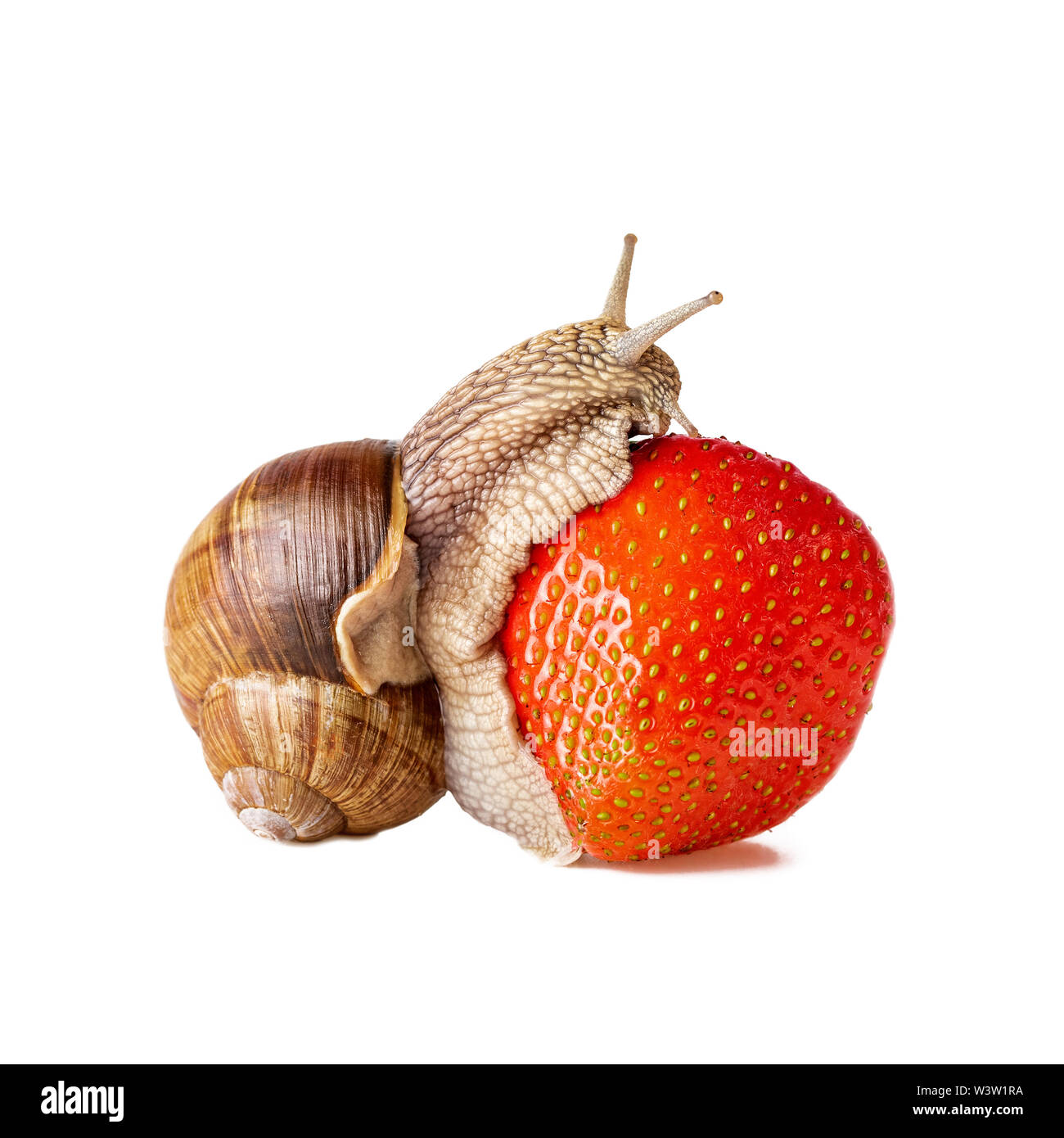 Escargot manger les fraises comme concept pour le contrôle de l'escargot Banque D'Images