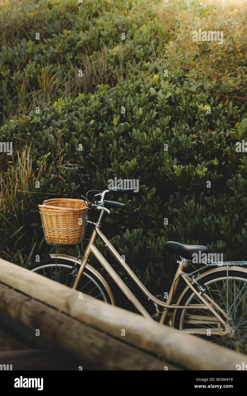 Vintage gold à vélo avec panier en face de bush. Banque D'Images