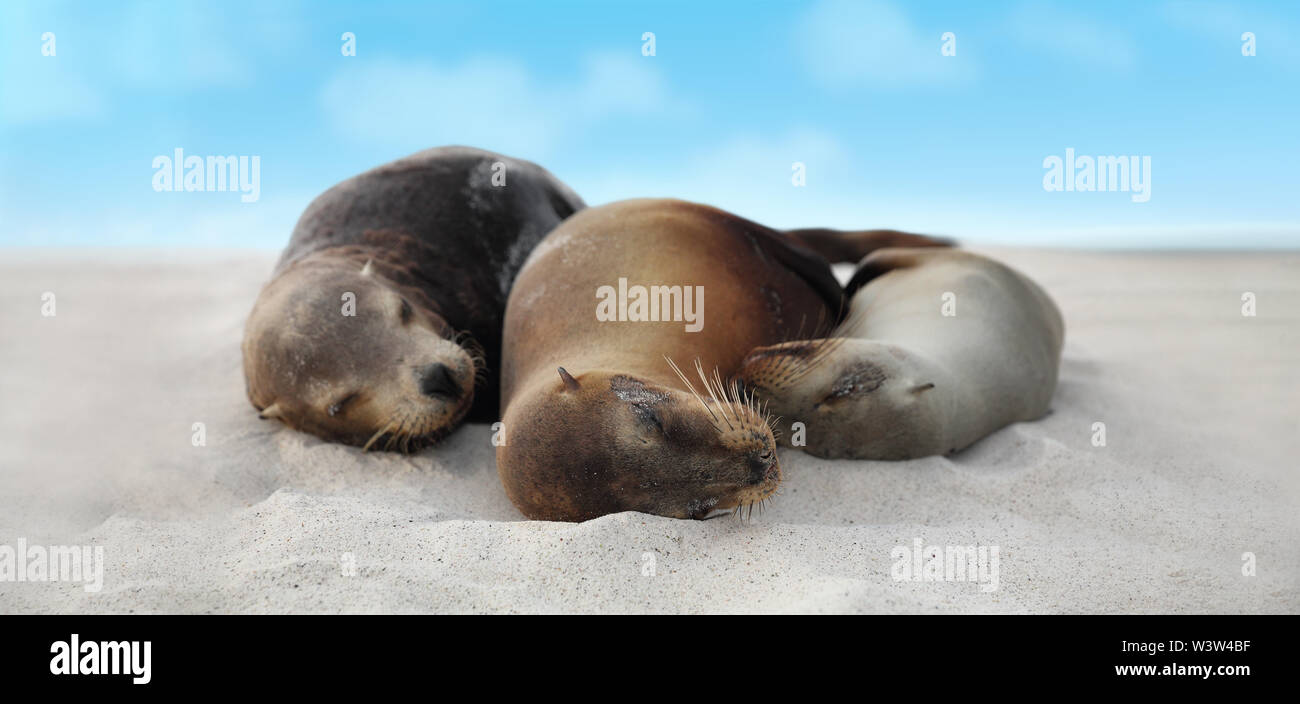 Sea Lion Family dans le sable sur la plage des îles Galapagos - animaux adorables mignons Banque D'Images