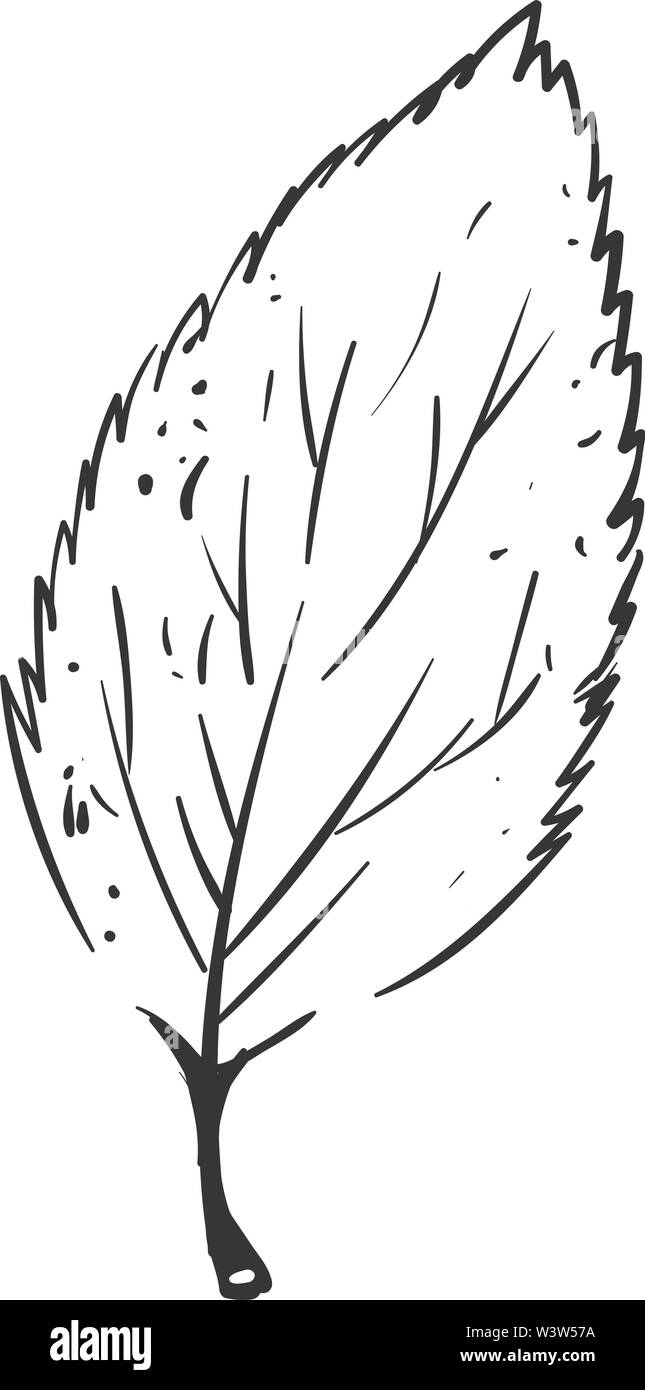 Dimensions de la feuille, illustration, vecteur sur fond blanc. Illustration de Vecteur
