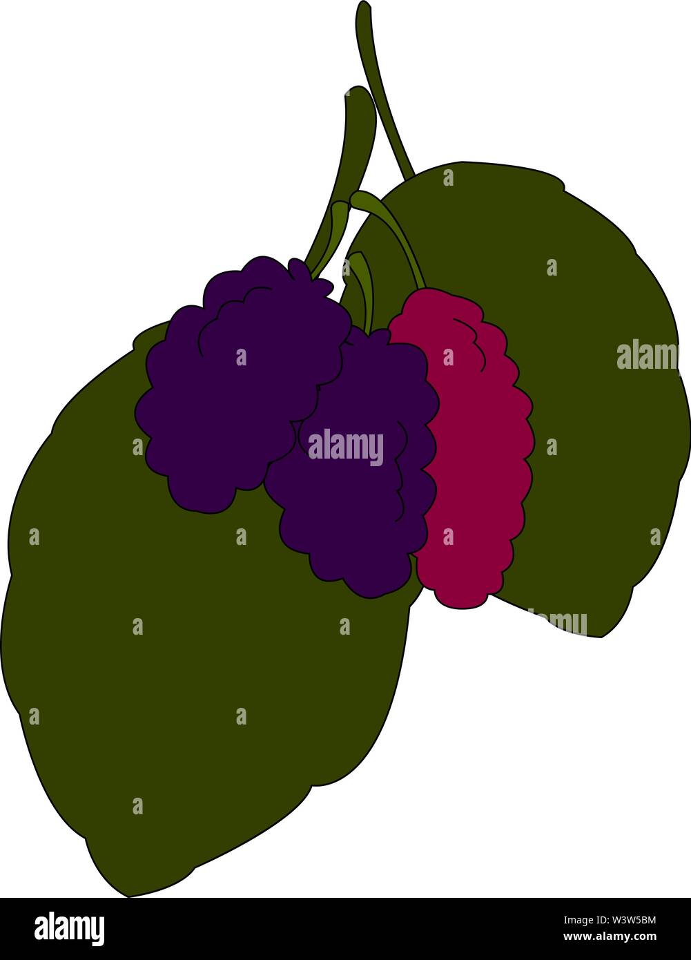 Morus frais, illustration, vecteur sur fond blanc. Illustration de Vecteur