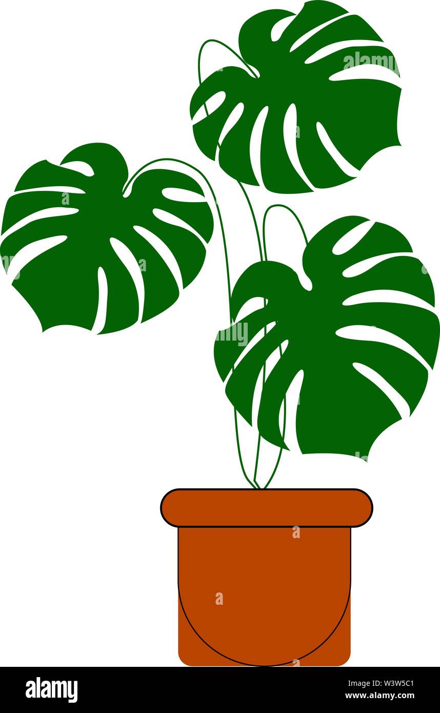 Monstera plante dans un pot, illustration, vecteur sur fond blanc. Illustration de Vecteur