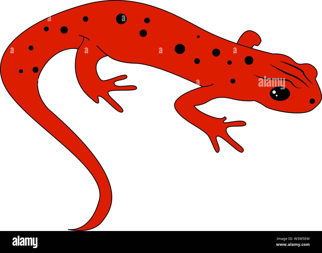 Red newt, illustration, vecteur sur fond blanc. Illustration de Vecteur Red newt, illustration, vecteur sur fond blanc. Illustration de Vecteur