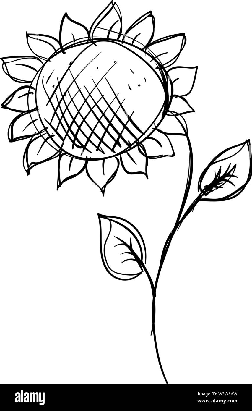 Dessin de tournesol, illustration, vecteur sur fond blanc. Illustration de Vecteur