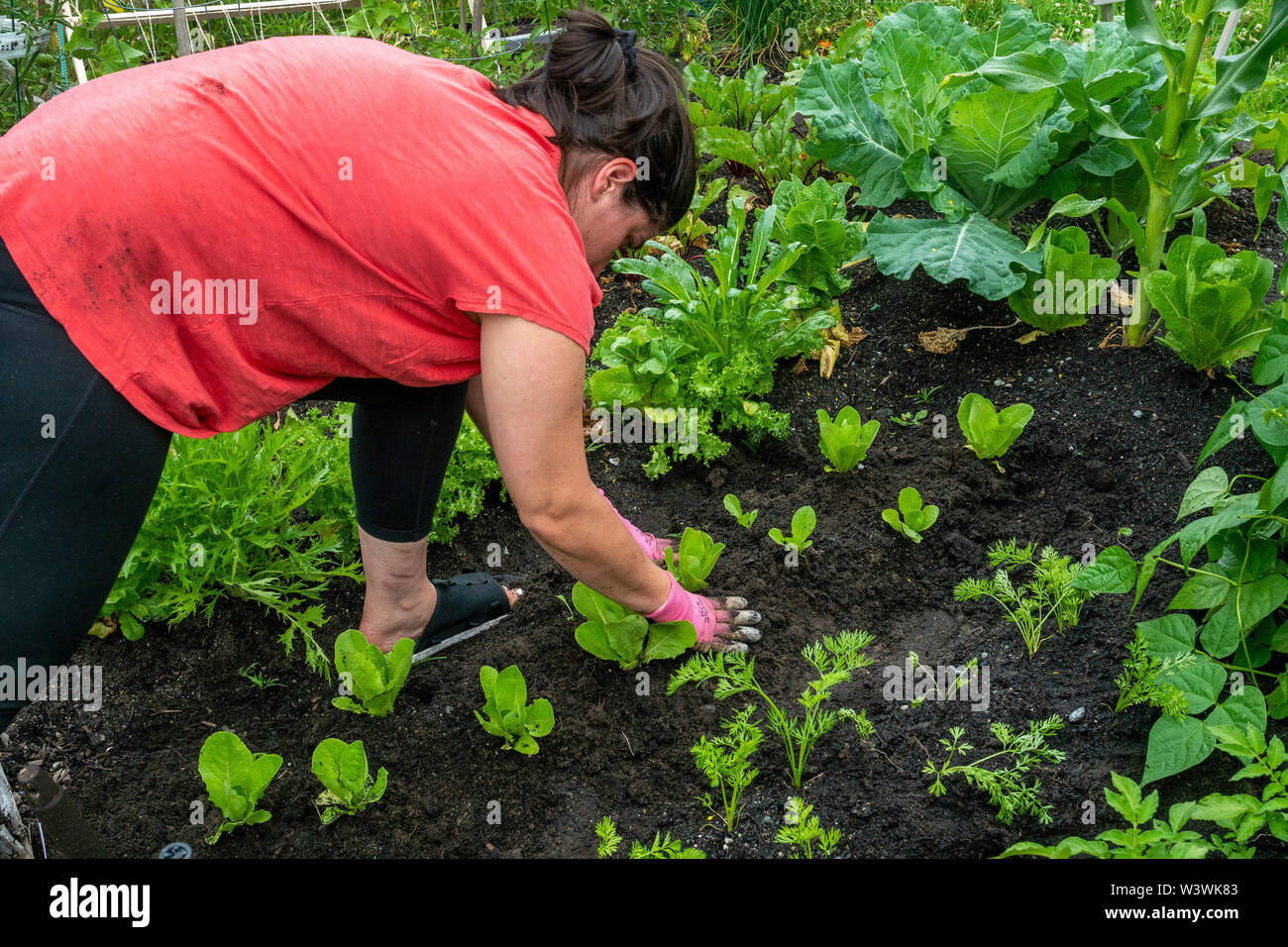 Vue arrière d'un groupe de femmes dans son jardin potager. Banque D'Images