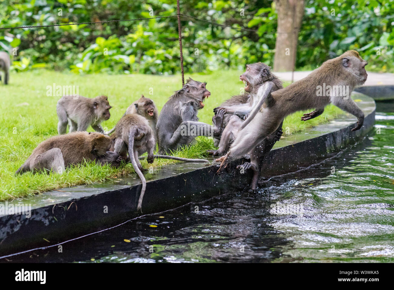 Singe agressif lutte par le creek Banque D'Images