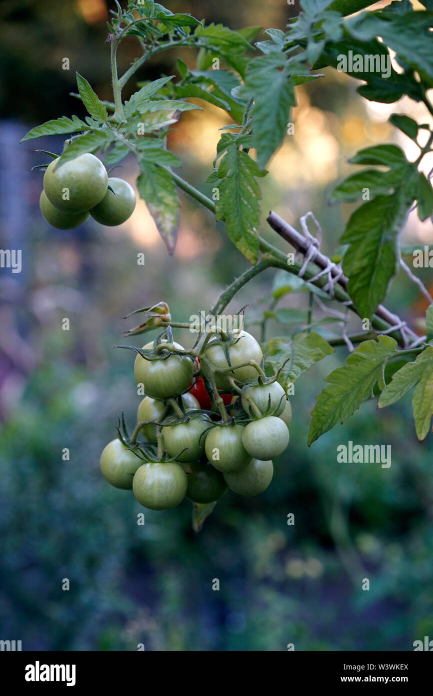 De tomates vertes sur une vigne Banque D'Images