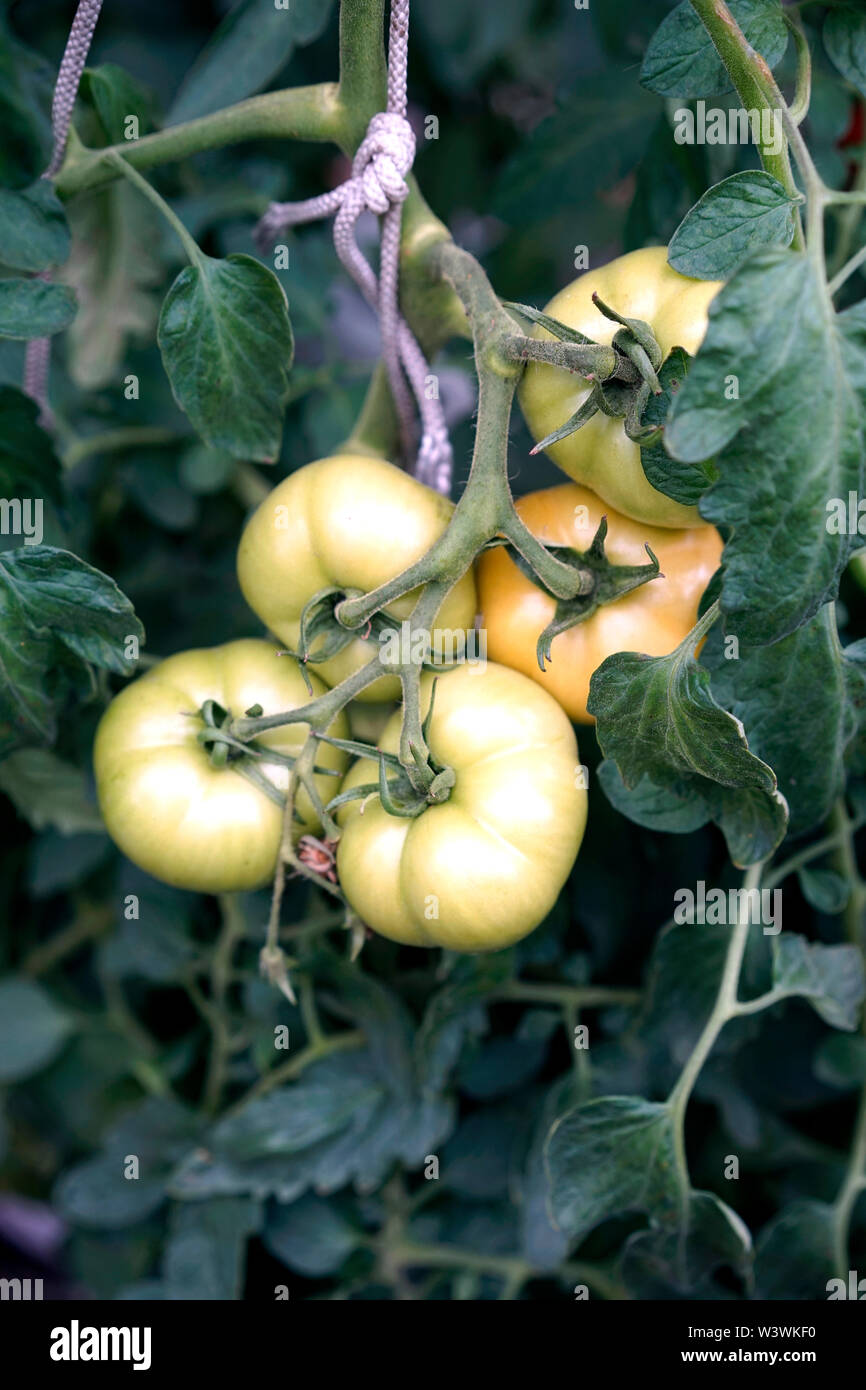 De tomates vertes sur une vigne Banque D'Images