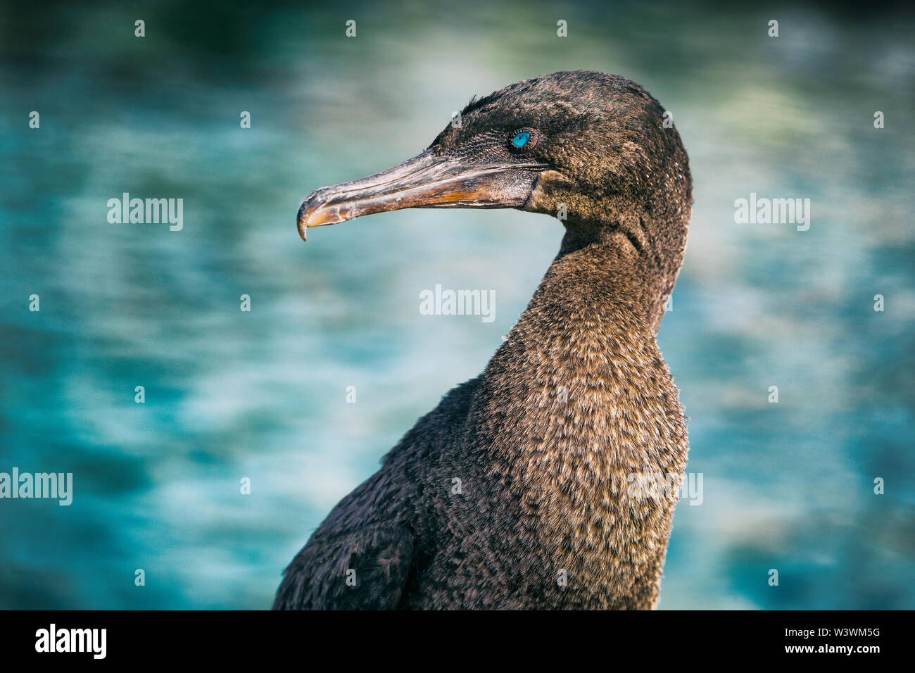 Cormoran aptère aka cormorans Galápagos - les animaux et la faune des Galapagos par mer sur l'île de Fernandina, Espinoza Point, îles Galapagos. Banque D'Images