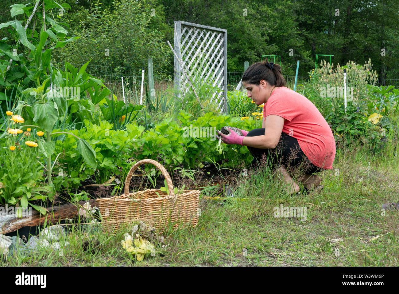 La longueur moyenne d'un point de vue des femmes qui travaillent dans son jardin potager. Banque D'Images