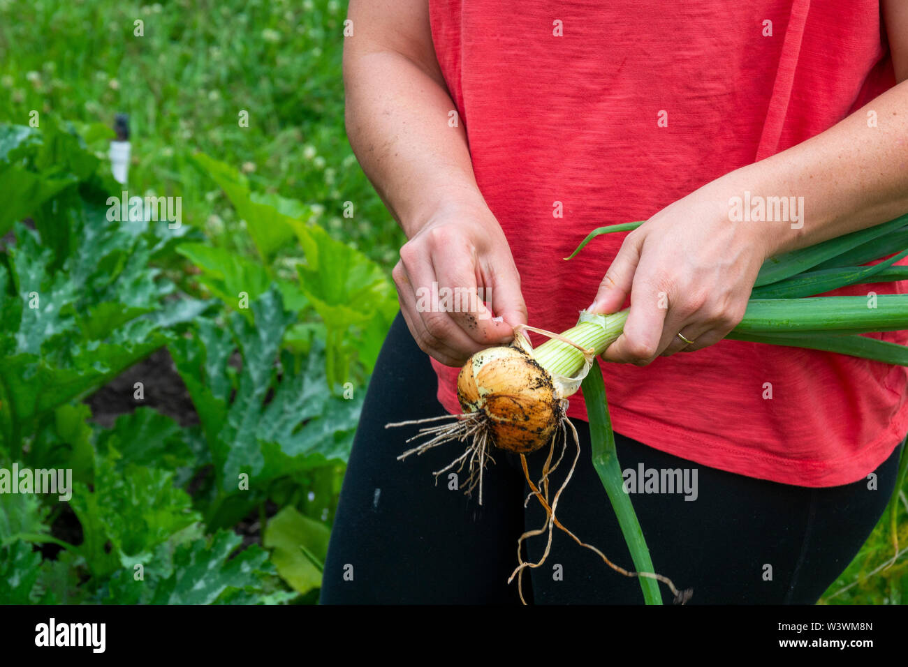 Une femme épluche la couche externe d'un oignon dans son jardin potager. Banque D'Images