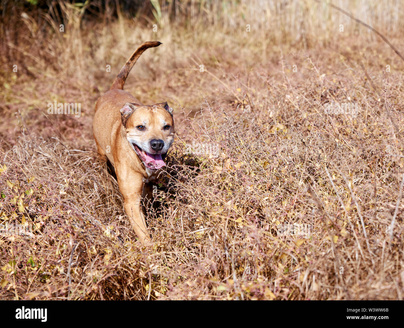 American pit-bulls rouge marche sur la nature, le chien a collé dehors sa langue et fonctionne grâce à l'amusement de l'herbe sèche Banque D'Images