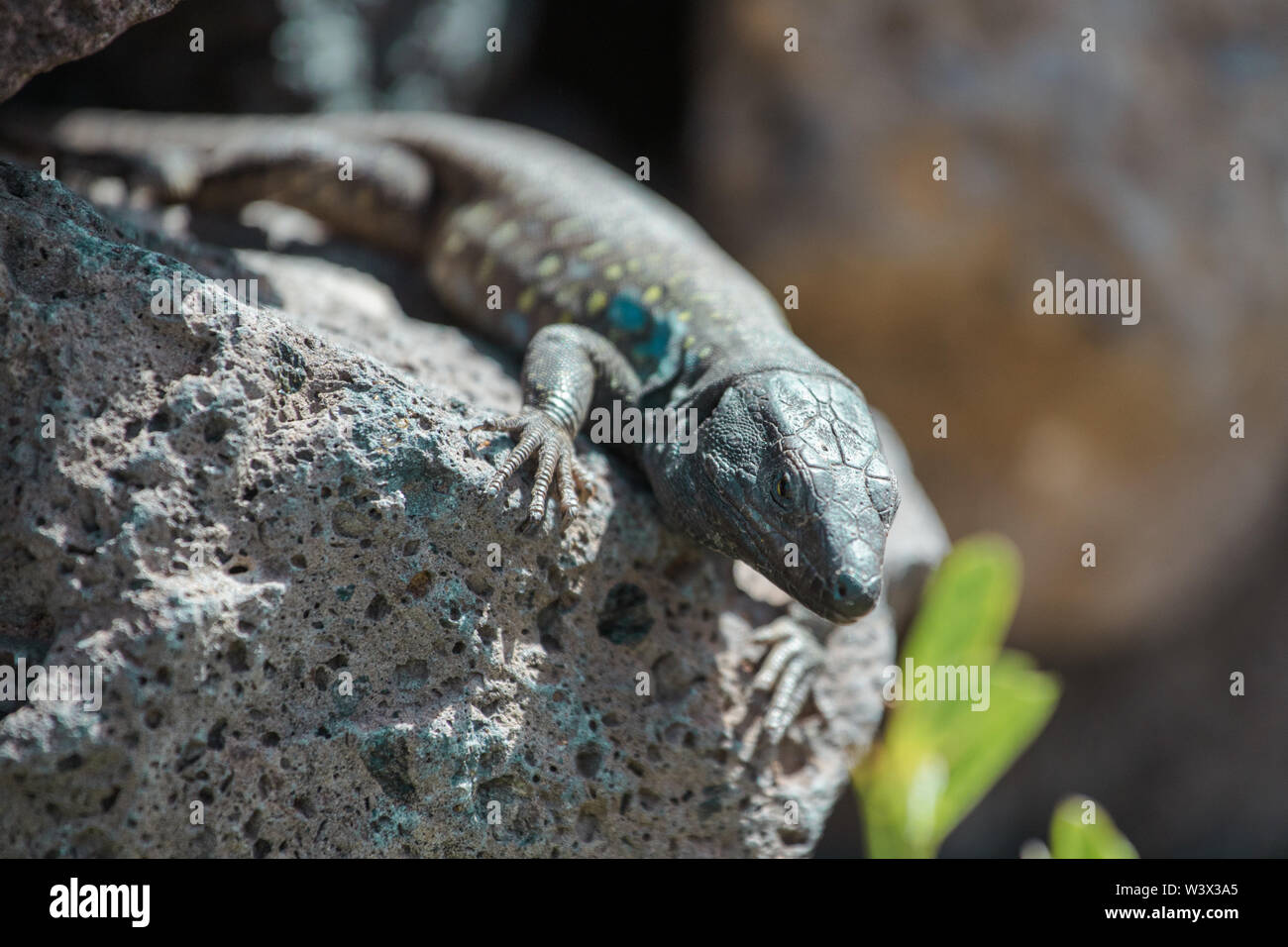 Lizard close up. La nature sauvage et des animaux. La faune, les reptiles Banque D'Images