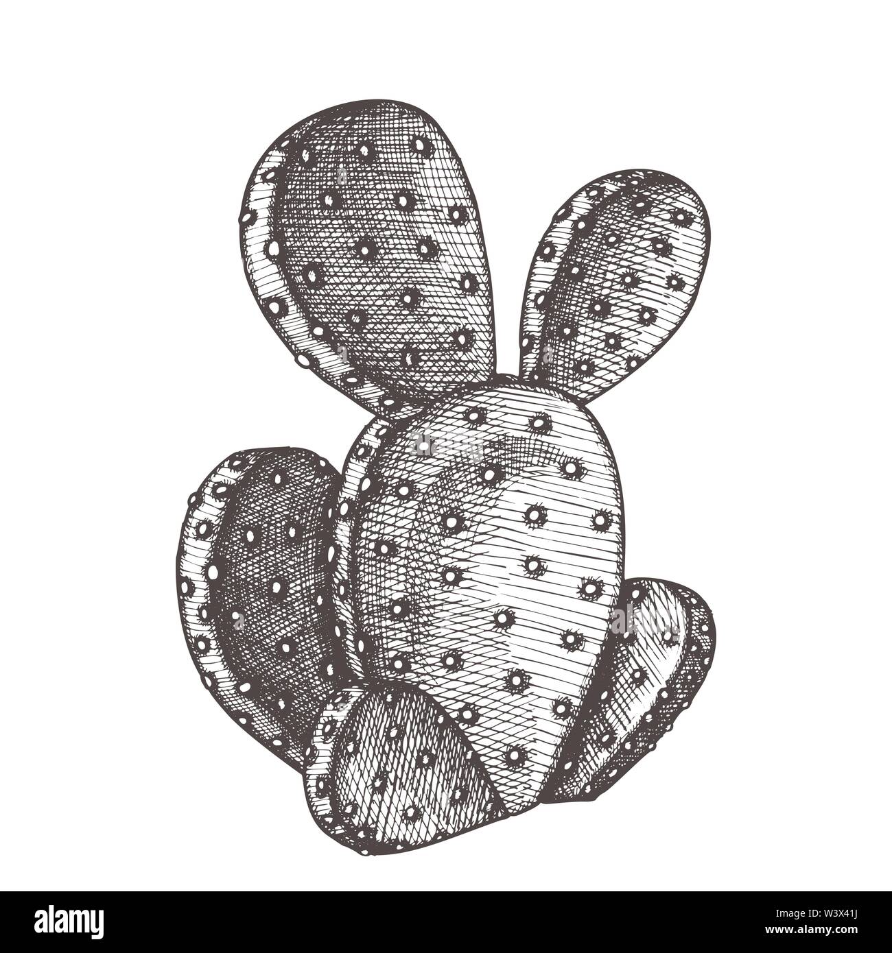 Cactus Opuntia Azurea vecteur d'encre Illustration de Vecteur