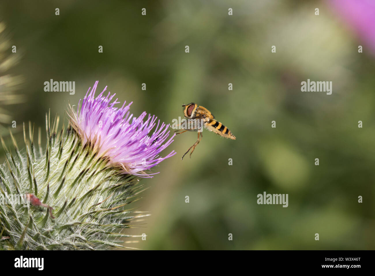 Hover fly (Syrphus vitripennis) Banque D'Images