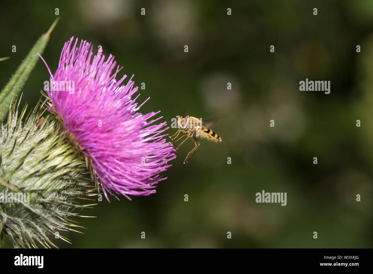 Hover fly (Syrphus vitripennis) Banque D'Images