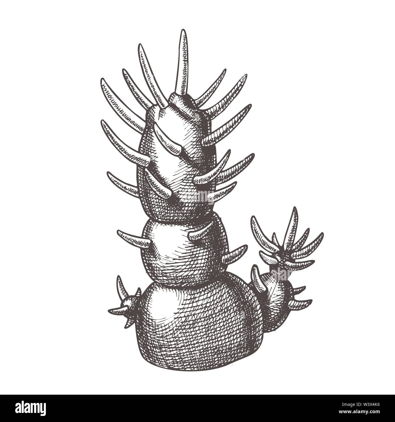 Plante décorative Cactus Hand Drawn Vector Illustration de Vecteur