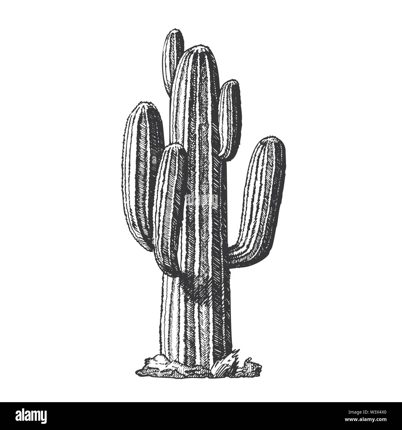 Arborescents Saguaro Cactus arbre comme vecteur d'encre Illustration de Vecteur