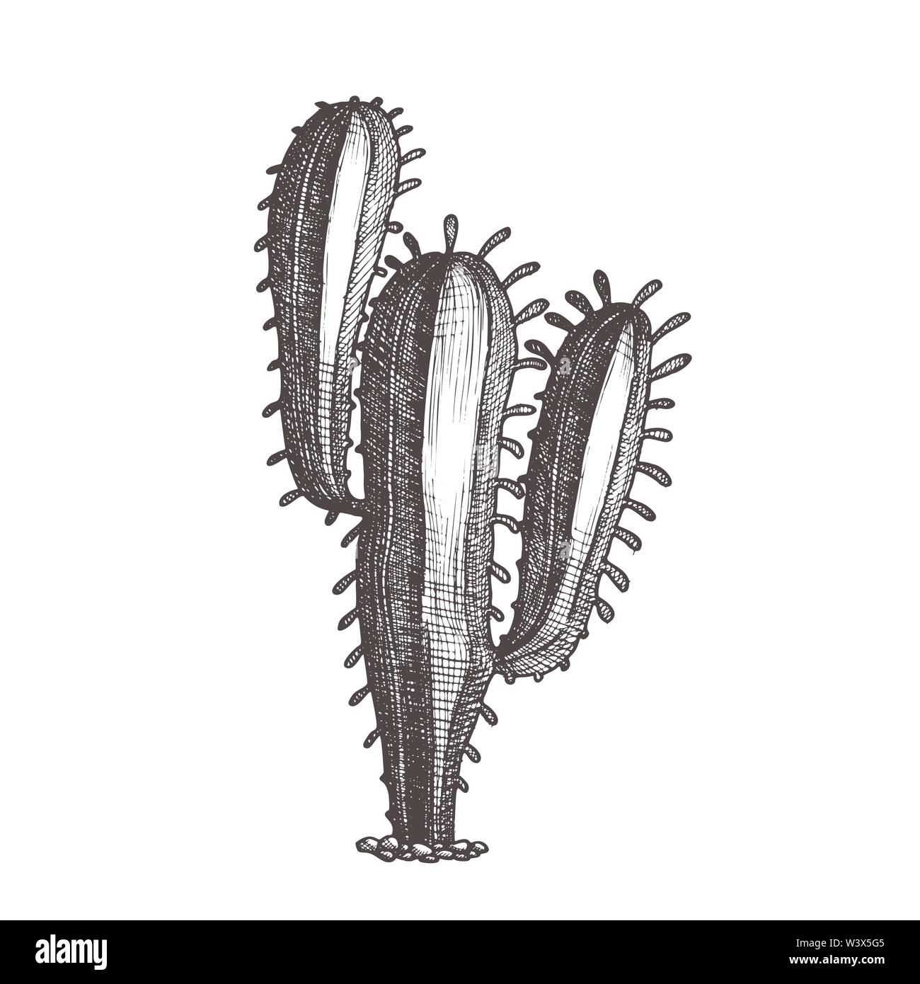 Grande habitude Arbre Cactus du désert Vintage Vector Illustration de Vecteur
