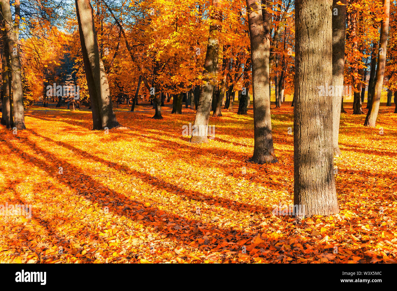Paysage d'automne de l'automne ensoleillé park par beau temps. La diffusion des arbres d'automne avec les feuilles d'automne tombées au sol Banque D'Images