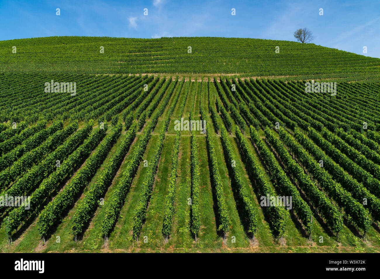 Tout droit d'un vignoble précis sur une colline, le ciel bleu et un arbre solitaire sur le dessus - agriculture - vue oblique Banque D'Images