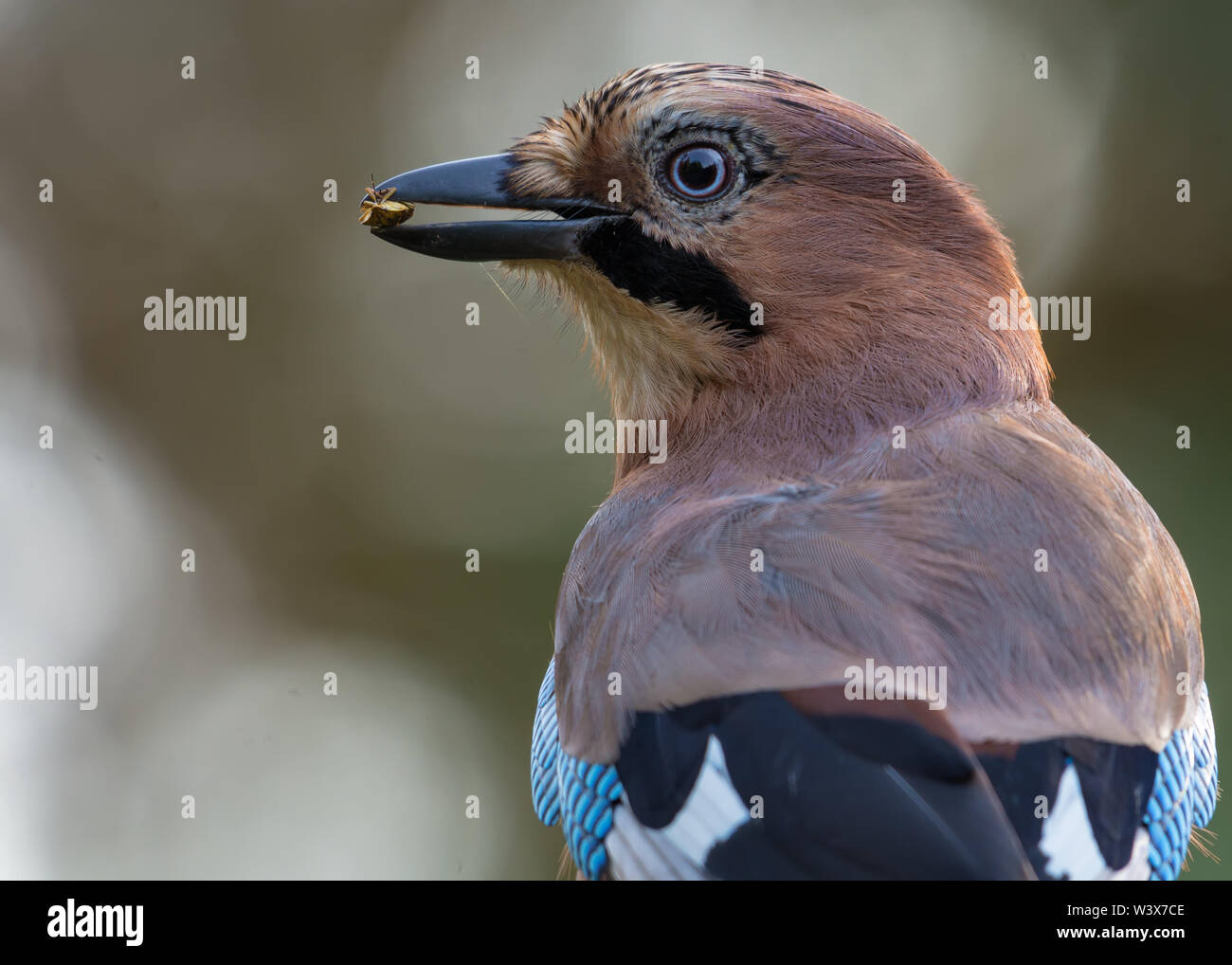 Eurasian jay fermer portrait pose avec un bug dans le bec puant Banque D'Images