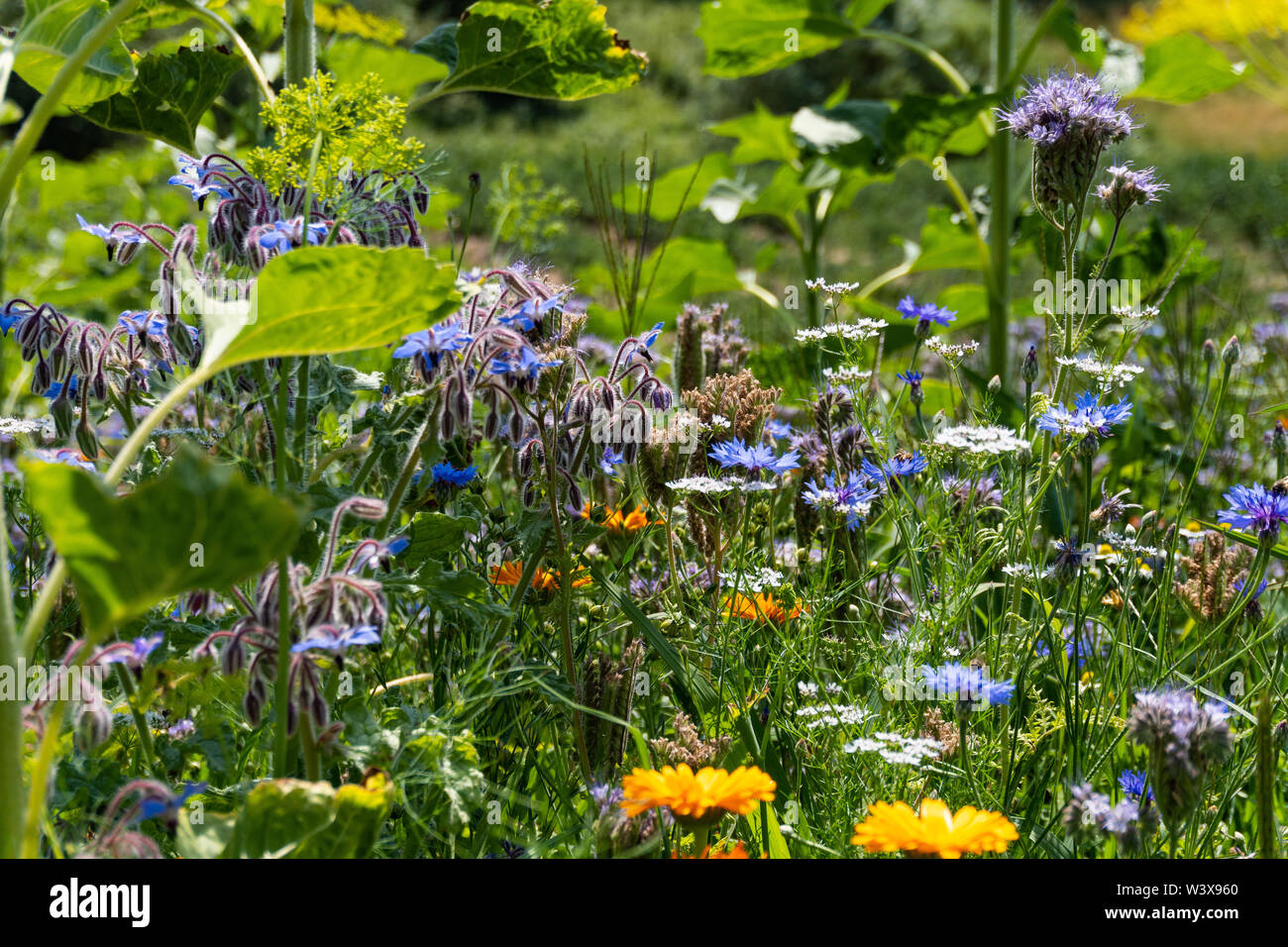 Fleur Color Fleurs sauvages colorées Banque de photographies et d’images à haute ...