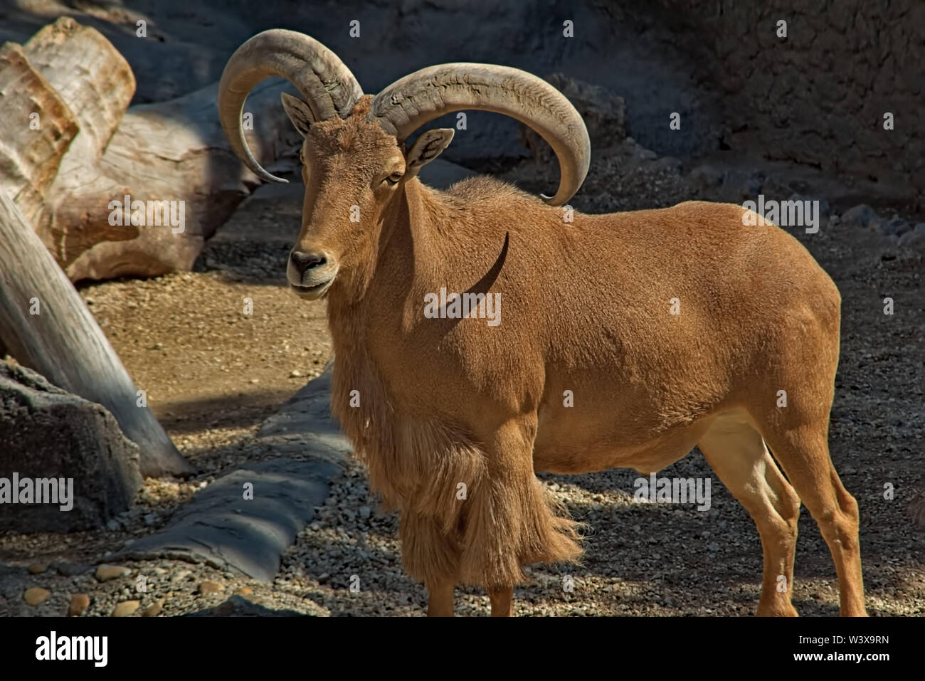 Jamahiriya mouflon Banque D'Images