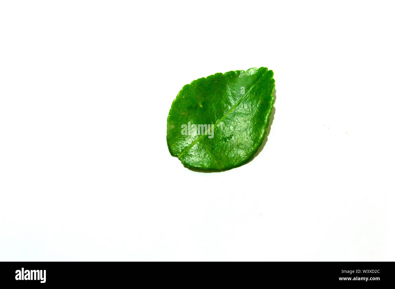 Feuilles de lime sur le fond blanc. Banque D'Images