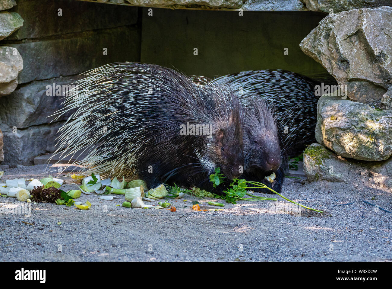 Porc-épic indiens, Hystrix indica dans un zoo allemand Banque D'Images