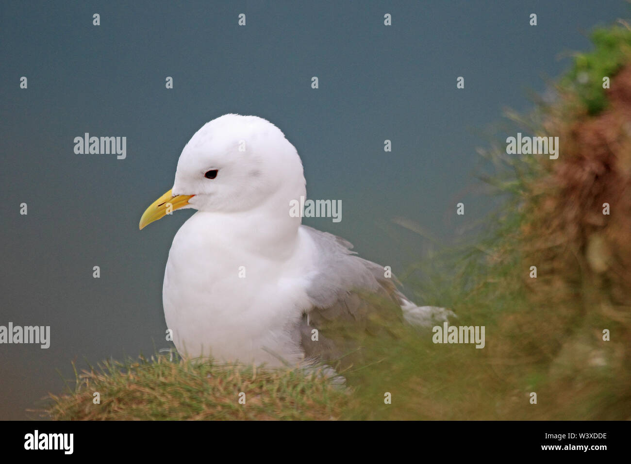 Mouette tridactyle (Rissa tridactyla), Banque D'Images