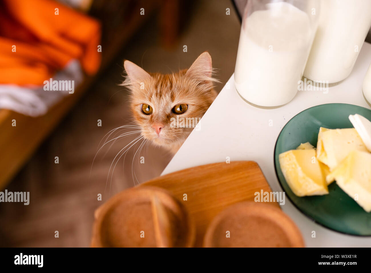 Gingembre faim chat est sous la table avec de la nourriture, du fromage, du lait Banque D'Images