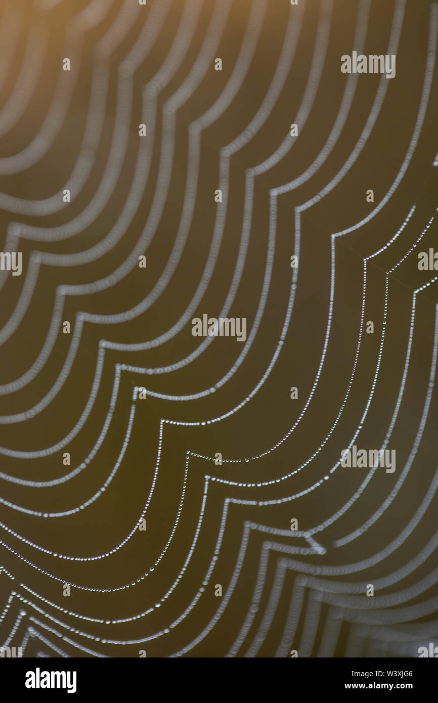 Spider's Web ; dans la rosée, Cornwall, UK Banque D'Images